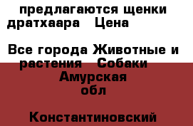 предлагаются щенки дратхаара › Цена ­ 20 000 - Все города Животные и растения » Собаки   . Амурская обл.,Константиновский р-н